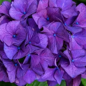 Dark Purple Hydrangea Seeds 5Pcs Attract Butterflies & Bees Showy Flowers for Garden Beds & Borders