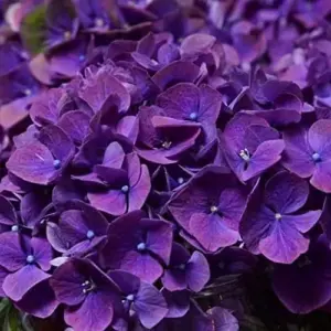 Dark Purple Hydrangea Seeds 5Pcs Attract Butterflies & Bees Showy Flowers for Garden Beds & Borders