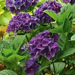 Dark Purple Hydrangea Seeds 5Pcs Attract Butterflies & Bees Showy Flowers for Garden Beds & Borders