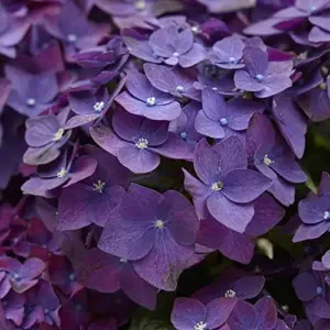 Dark Purple Hydrangea Seeds 5Pcs Attract Butterflies & Bees Showy Flowers for Garden Beds & Borders