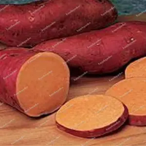 Dark Purple Sweet Potato Vegetable Seeds 100 Count for Planting