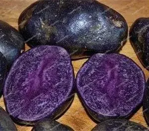 Dark Purple Sweet Potato Vegetable Seeds 100 Count for Planting