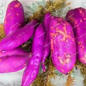Dark Purple Sweet Potato Vegetable Seeds 100 Count for Planting