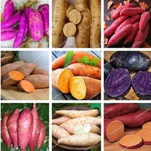 Dark Purple Sweet Potato Vegetable Seeds 100 Count for Planting