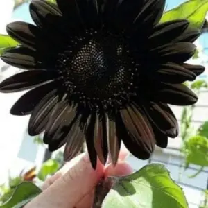 Deep Black Sunflower Seeds - 50 Pack - Non-GMO Organic Heirloom Garden Planting Seeds