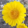 Desert Marigold Seeds Flower Seeds 500Pcs Yellow Perennial Attract Butterflies Drought Tolerant Rock Garden Outdoor