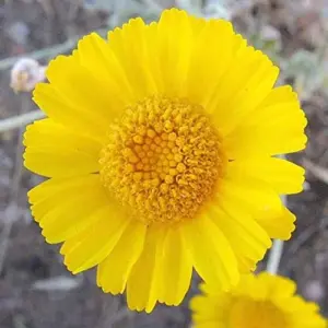 Desert Marigold Seeds Flower Seeds 500Pcs Yellow Perennial Attract Butterflies Drought Tolerant Rock Garden Outdoor