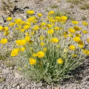 Desert Marigold Seeds Flower Seeds 500Pcs Yellow Perennial Attract Butterflies Drought Tolerant Rock Garden Outdoor