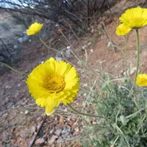 Desert Marigold Seeds Flower Seeds 500Pcs Yellow Perennial Attract Butterflies Drought Tolerant Rock Garden Outdoor