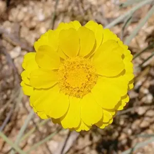 Desert Marigold Seeds Flower Seeds 500Pcs Yellow Perennial Attract Butterflies Drought Tolerant Rock Garden Outdoor