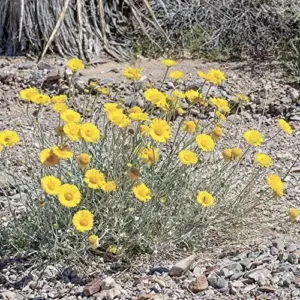 Desert Marigold Seeds Flower Seeds 500Pcs Yellow Perennial Attract Butterflies Drought Tolerant Rock Garden Outdoor