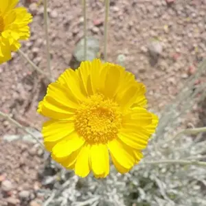 Desert Marigold Seeds Flower Seeds 500Pcs Yellow Perennial Attract Butterflies Drought Tolerant Rock Garden Outdoor