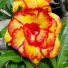 Desert Rose Seeds Adenium Obesum 4Pcs Red Orange Tropical Flower Heirloom Non-GMO Drought Tolerant for Home Garden Backyard