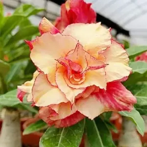 Desert Rose Seeds Adenium Obesum 4Pcs Red Orange Tropical Flower Heirloom Non-GMO Drought Tolerant for Home Garden Backyard