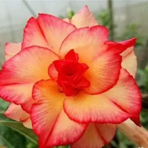 Desert Rose Seeds Adenium Obesum 4Pcs Red Orange Tropical Flower Heirloom Non-GMO Drought Tolerant for Home Garden Backyard