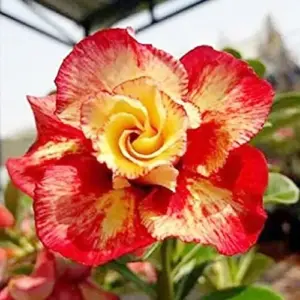 Desert Rose Seeds Adenium Obesum 4Pcs Red Orange Tropical Flower Heirloom Non-GMO Drought Tolerant for Home Garden Backyard