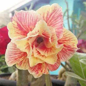 Desert Rose Seeds Adenium Obesum 4Pcs Red Orange Tropical Flower Heirloom Non-GMO Drought Tolerant for Home Garden Backyard