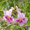 Desert Willow Shrub Seeds, 30Pcs Chilopsis Linearis, Deciduous, Pink, Easy Maintain, Non-GMO, Ornamental, Fast-Growing, Drought Tolerant