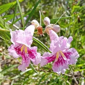 Desert Willow Shrub Seeds, 30Pcs Chilopsis Linearis, Deciduous, Pink, Easy Maintain, Non-GMO, Ornamental, Fast-Growing, Drought Tolerant