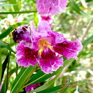 Desert Willow Shrub Seeds, 30Pcs Chilopsis Linearis, Deciduous, Pink, Easy Maintain, Non-GMO, Ornamental, Fast-Growing, Drought Tolerant