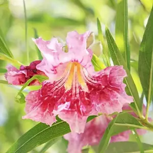 Desert Willow Shrub Seeds, 30Pcs Chilopsis Linearis, Deciduous, Pink, Easy Maintain, Non-GMO, Ornamental, Fast-Growing, Drought Tolerant