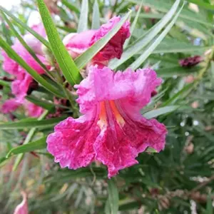 Desert Willow Shrub Seeds, 30Pcs Chilopsis Linearis, Deciduous, Pink, Easy Maintain, Non-GMO, Ornamental, Fast-Growing, Drought Tolerant