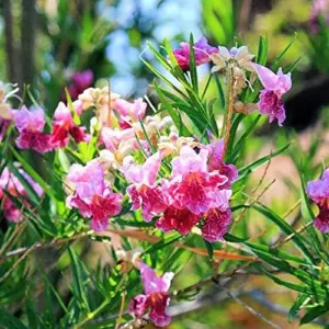 Desert Willow Shrub Seeds, 30Pcs Chilopsis Linearis, Deciduous, Pink, Easy Maintain, Non-GMO, Ornamental, Fast-Growing, Drought Tolerant