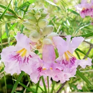 Desert Willow Shrub Seeds, 30Pcs Chilopsis Linearis, Deciduous, Pink, Easy Maintain, Non-GMO, Ornamental, Fast-Growing, Drought Tolerant
