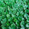 Dichondra Repens Seeds Perennial GMO Free Ground Cover Lawn Substitute 100 Count Outdoor White Herb Seeds