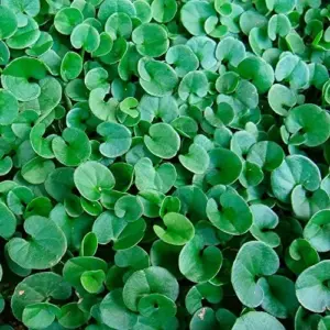 Dichondra Repens Seeds Perennial GMO Free Ground Cover Lawn Substitute 100 Count Outdoor White Herb Seeds