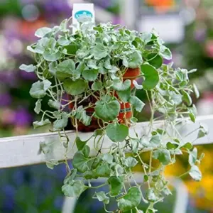 Dichondra Repens Seeds Perennial GMO Free Ground Cover Lawn Substitute 100 Count Outdoor White Herb Seeds