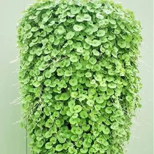 Dichondra Repens Seeds Perennial GMO Free Ground Cover Lawn Substitute 100 Count Outdoor White Herb Seeds