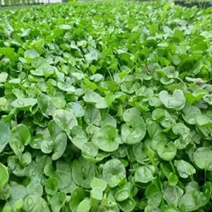 Dichondra Repens Seeds Perennial GMO Free Ground Cover Lawn Substitute 100 Count Outdoor White Herb Seeds