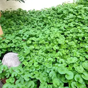 Dichondra Repens Seeds Perennial GMO Free Ground Cover Lawn Substitute 100 Count Outdoor White Herb Seeds