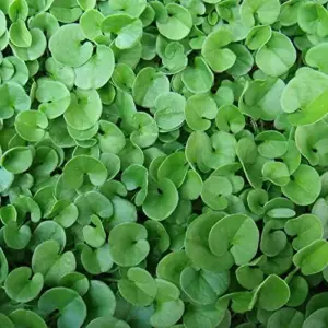 Dichondra Repens Seeds Perennial GMO Free Ground Cover Lawn Substitute 100 Count Outdoor White Herb Seeds