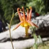Double Orange Yellow Columbine Seeds - 50 Pcs Perennial Low Maintenance Cut Flower Showy Deer Resistant Pollinator Attracting Outdoor