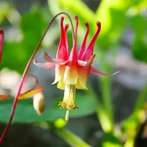 Double Orange Yellow Columbine Seeds - 50 Pcs Perennial Low Maintenance Cut Flower Showy Deer Resistant Pollinator Attracting Outdoor