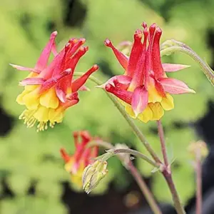 Double Orange Yellow Columbine Seeds - 50 Pcs Perennial Low Maintenance Cut Flower Showy Deer Resistant Pollinator Attracting Outdoor