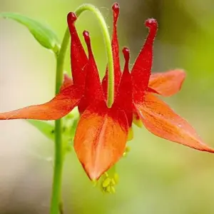 Double Orange Yellow Columbine Seeds - 50 Pcs Perennial Low Maintenance Cut Flower Showy Deer Resistant Pollinator Attracting Outdoor