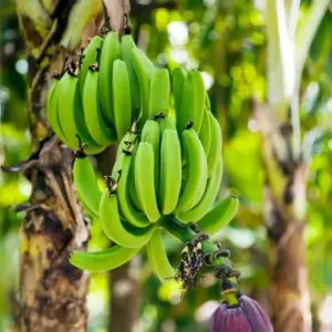 Dwarf Banana Seeds Tropical Fruit Perennial Non-GMO Evergreen Patio Garden Plant Fruit Seeds Green 100 Pcs