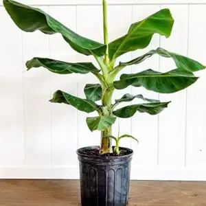 Dwarf Banana Seeds Tropical Fruit Perennial Non-GMO Evergreen Patio Garden Plant Fruit Seeds Green 100 Pcs