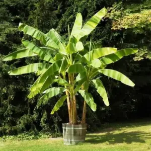 Dwarf Banana Seeds Tropical Fruit Perennial Non-GMO Evergreen Patio Garden Plant Fruit Seeds Green 100 Pcs