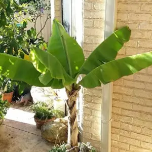 Dwarf Cavendish Banana Seeds Tropical Musa Acuminata Fast Growing Container Indoor Outdoor Fruit Tree Seeds 10Pcs Yellow