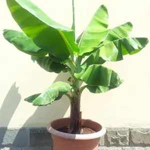 Dwarf Cavendish Banana Seeds Tropical Musa Acuminata Fast Growing Container Indoor Outdoor Fruit Tree Seeds 10Pcs Yellow
