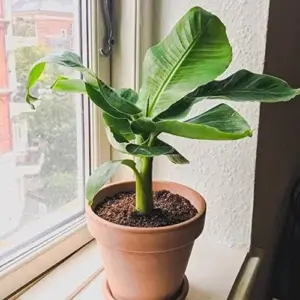 Dwarf Cavendish Banana Seeds Tropical Musa Acuminata Fast Growing Container Indoor Outdoor Fruit Tree Seeds 10Pcs Yellow