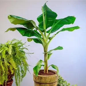 Dwarf Cavendish Banana Seeds Tropical Musa Acuminata Fast Growing Container Indoor Outdoor Fruit Tree Seeds 10Pcs Yellow