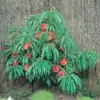 Dwarf Peach Tree Seeds, GMO Free Fruit Seeds for Small Gardens & Indoor Cultivation, 10 Pcs