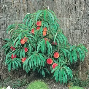 Dwarf Peach Tree Seeds, GMO Free Fruit Seeds for Small Gardens & Indoor Cultivation, 10 Pcs