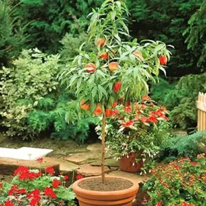 Dwarf Peach Tree Seeds, GMO Free Fruit Seeds for Small Gardens & Indoor Cultivation, 10 Pcs