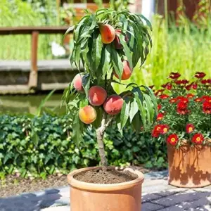 Dwarf Peach Tree Seeds, GMO Free Fruit Seeds for Small Gardens & Indoor Cultivation, 10 Pcs